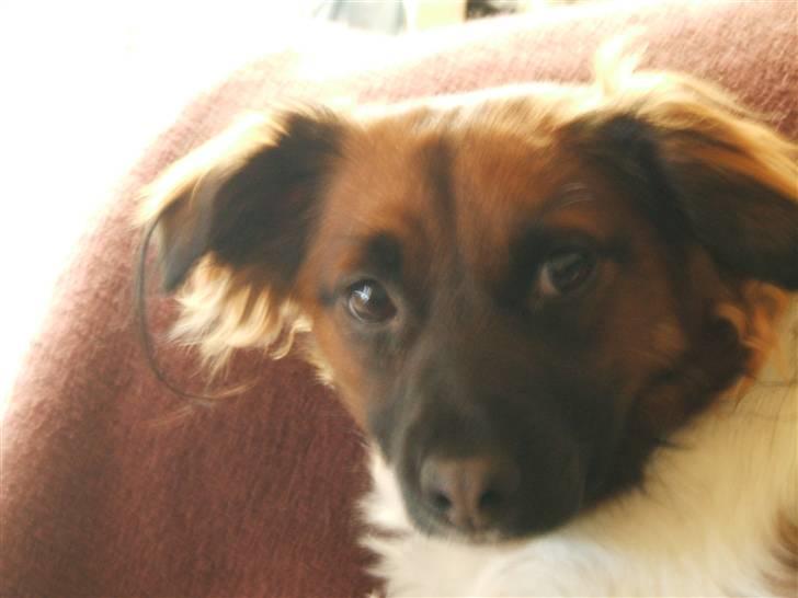 Blanding af racer Nemo billede 3