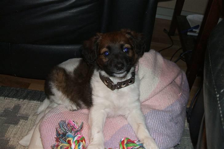 Blanding af racer Nemo - Her er jeg kun 8 uger gammel, første dag i mit nye hjem. Og mit halsbånd er alt for stort. billede 4