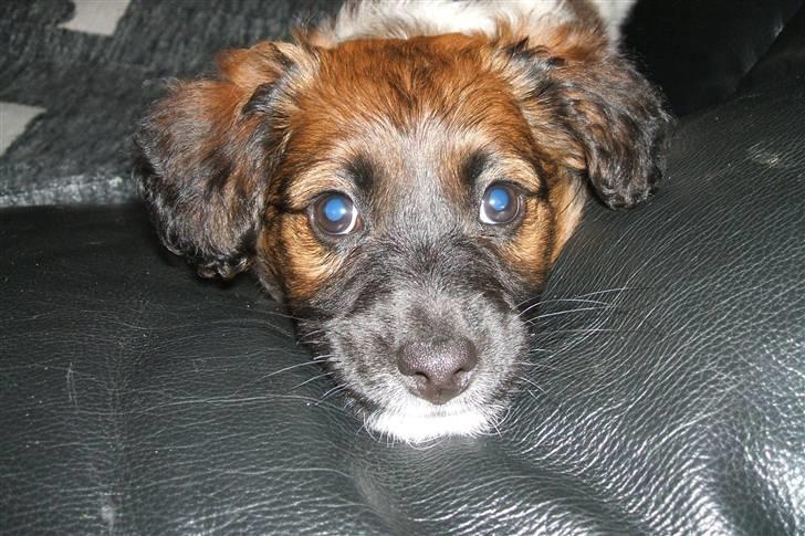 Blanding af racer Nemo billede 5