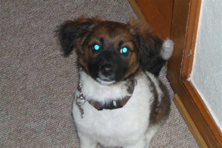 Blanding af racer Nemo - Jeg har lært at jeg skal sitte når mor kommer med kameraet. billede 6