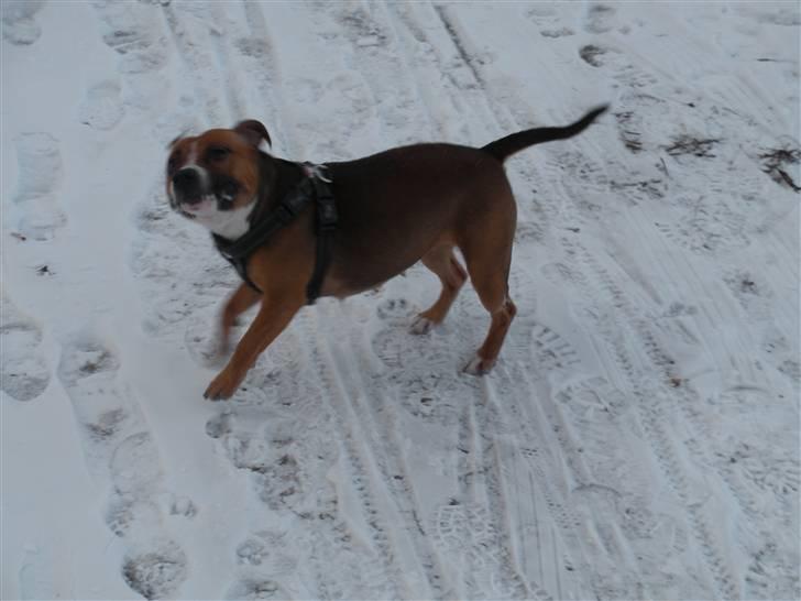 Staffordshire bull terrier Chloé billede 1