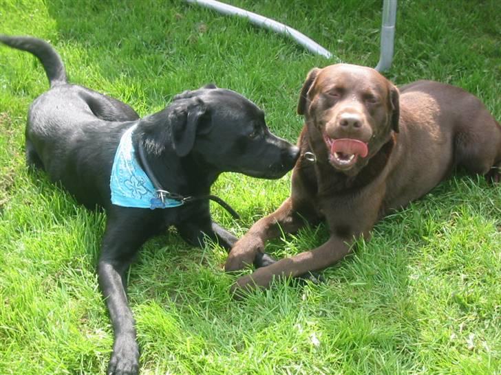 Blanding af racer Labrador/Rottweiler Calle billede 12