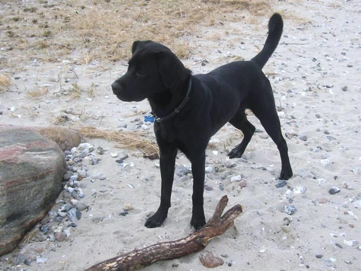 Blanding af racer Labrador/Rottweiler Calle billede 13