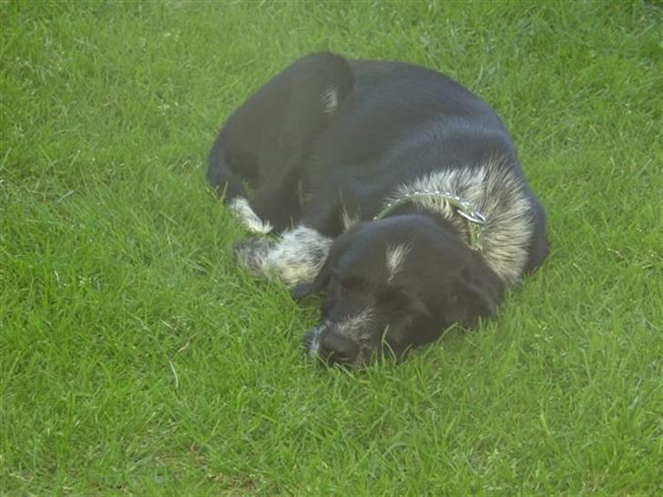 Blanding af racer Konrad - Man blir så træt billede 1