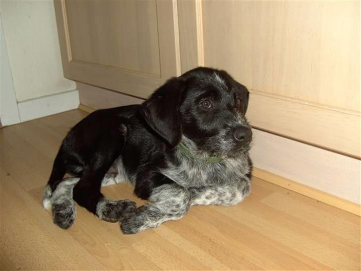 Blanding af racer Konrad - Er jeg ikke nuttet? billede 2