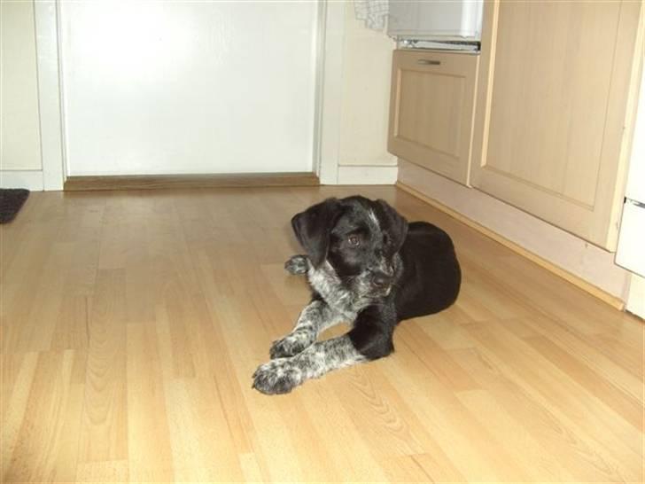 Blanding af racer Konrad - Er det her jeg skal bo? billede 4