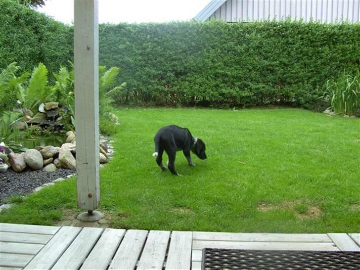 Blanding af racer Konrad - Kan man nu ikke længere få maden serveret i en skål ?  billede 5