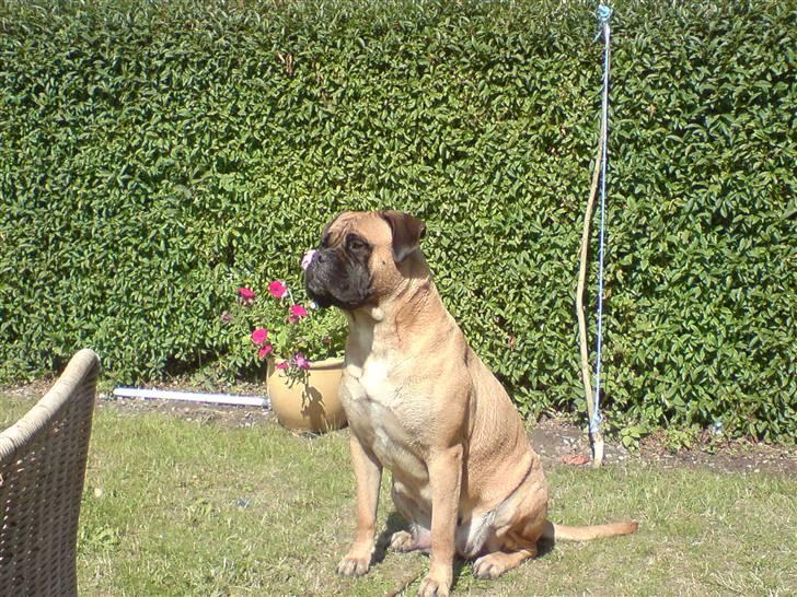 Bullmastiff cleopatra of mastiff. fie R.I.P. - så spiller jeg lige hård. :) billede 1