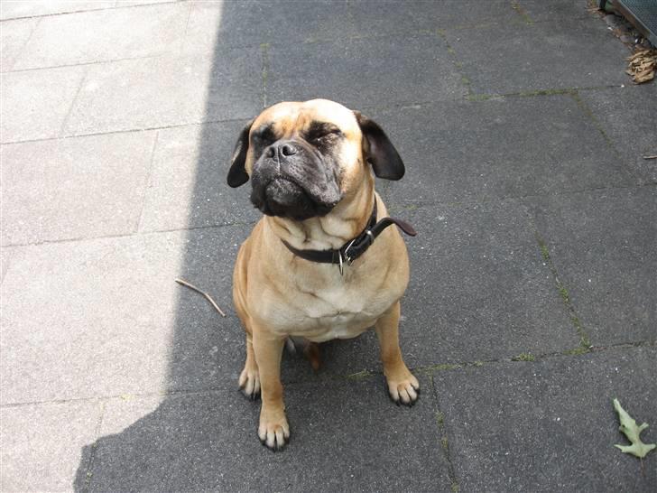 Bullmastiff cleopatra of mastiff. fie R.I.P. billede 2