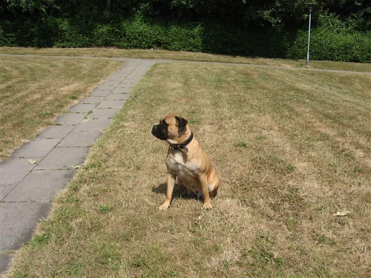 Bullmastiff cleopatra of mastiff. fie R.I.P. billede 3