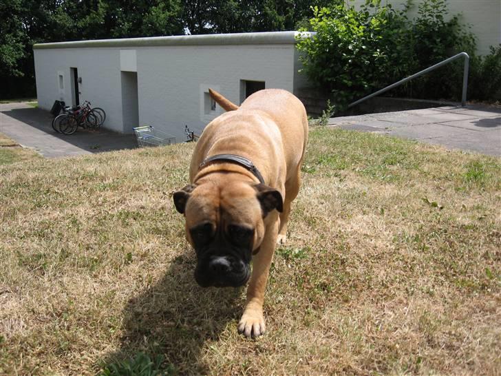 Bullmastiff cleopatra of mastiff. fie R.I.P. billede 4