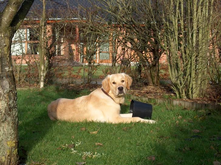 Golden retriever Nova billede 1