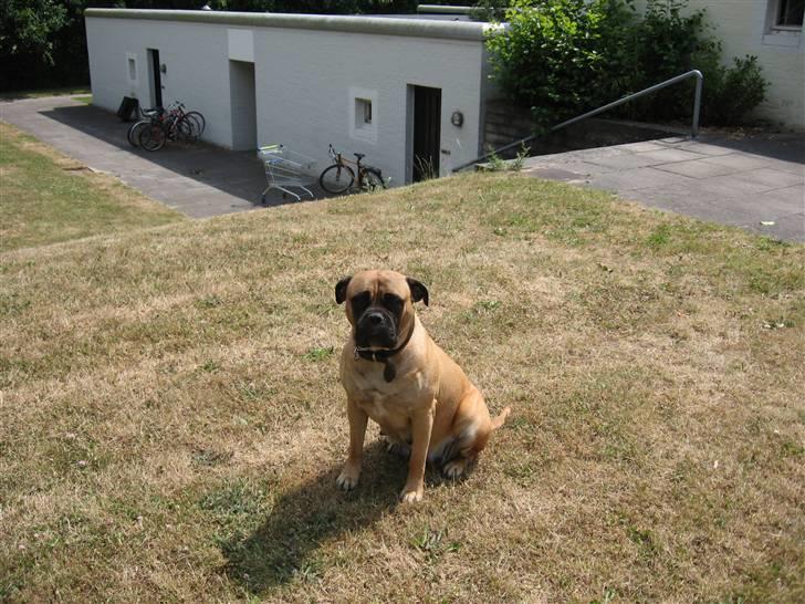 Bullmastiff cleopatra of mastiff. fie R.I.P. billede 5