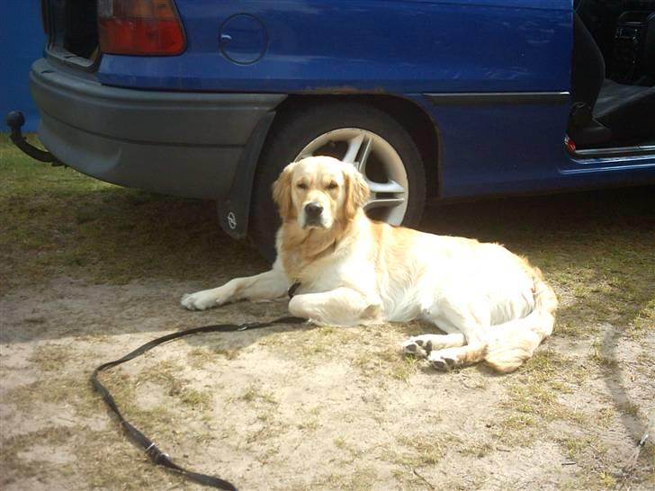 Golden retriever Nova billede 2