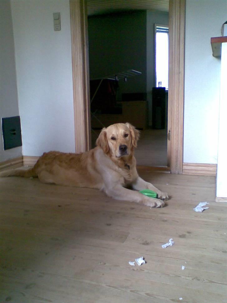 Golden retriever Nova billede 3