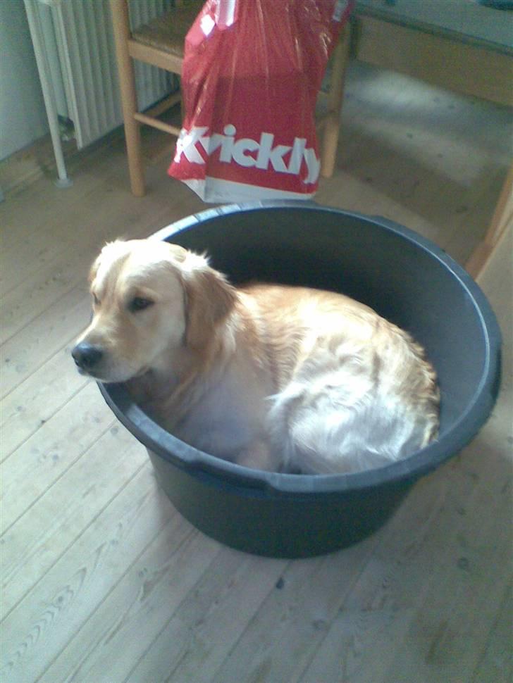 Golden retriever Nova billede 4