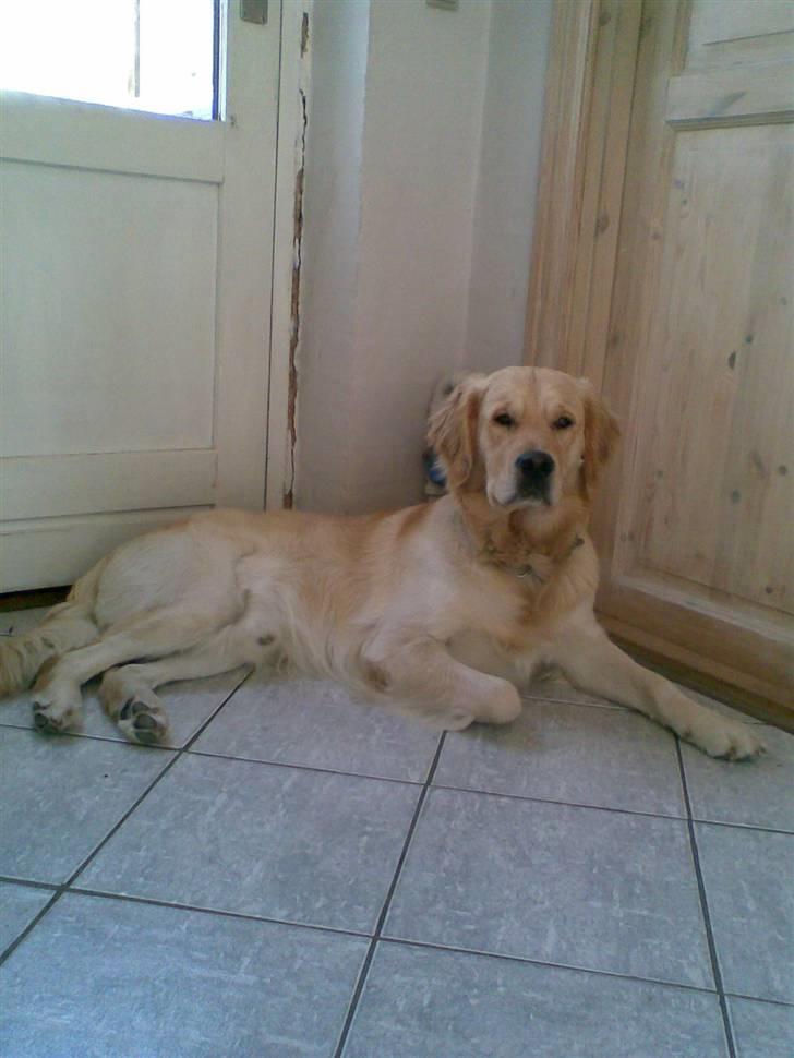 Golden retriever Nova billede 5