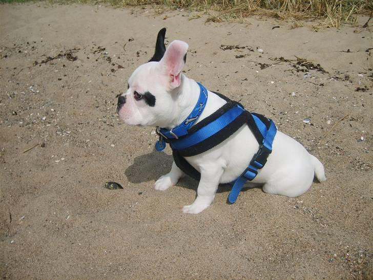 Fransk bulldog Cousteau billede 17