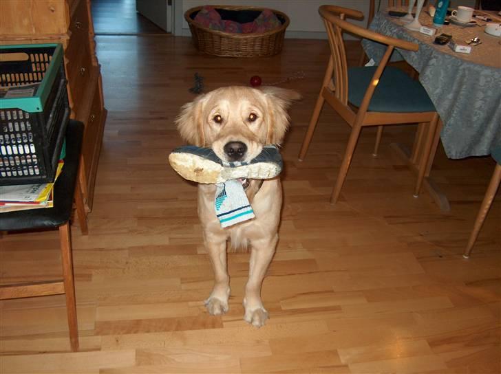 Golden retriever Nova billede 6