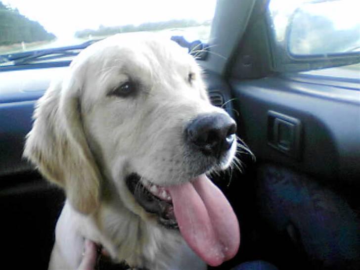 Golden retriever Nova billede 7