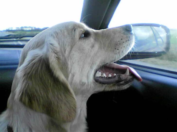 Golden retriever Nova billede 8