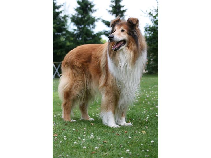 Collie langhåret Tico ( Shellove 'Ly Xenon ) - ALLE BILLEDER ER TAGET AF MIG ! billede 1