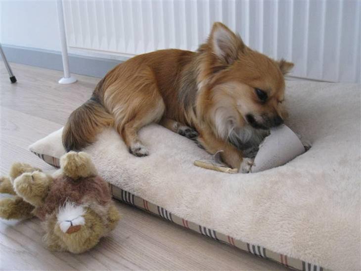 Chihuahua Sir Louis Winston - Louis hygger sig med gammel køkkenrulle :) billede 1