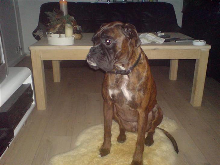 {{currentPhoto.altText}} billede {{currentPhoto.number}}