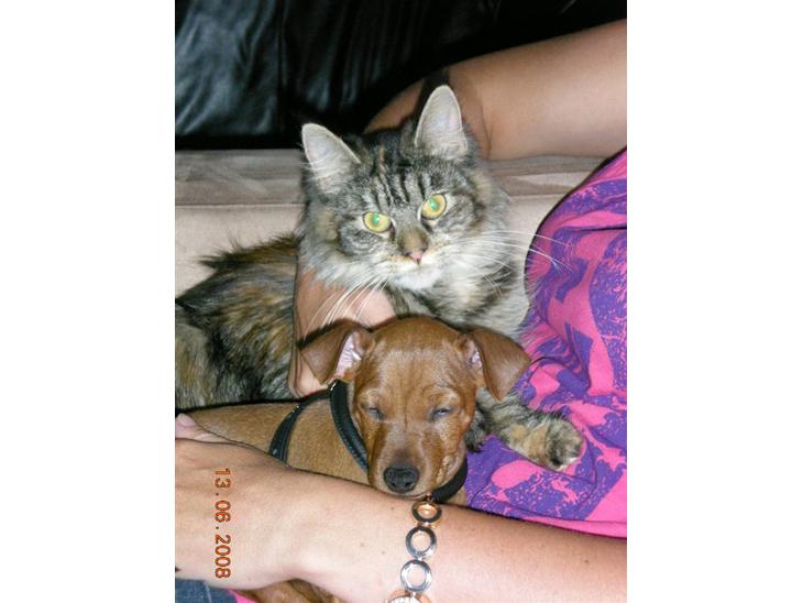 {{currentPhoto.altText}} billede {{currentPhoto.number}}