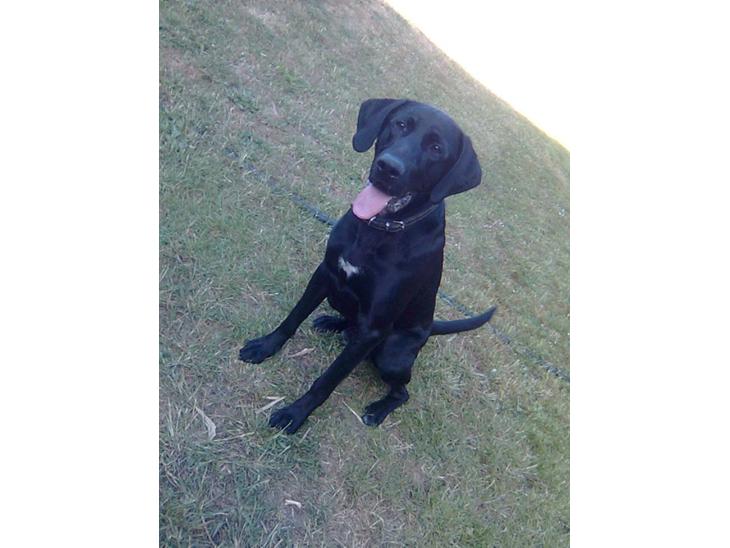 Labrador retriever Fuzzy - Vores dejlige hund Fuzzy billede 1