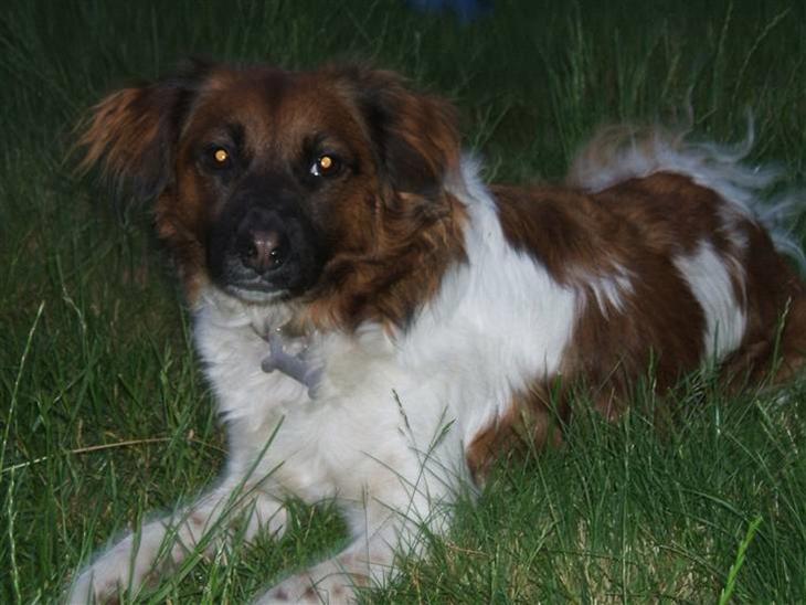 {{currentPhoto.altText}} billede {{currentPhoto.number}}