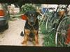 Schæferhund Chang R.I.P. [ Himmelhund]