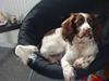 Engelsk springer spaniel Misty af Silver Meadow
