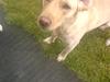 Labrador retriever laika