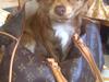 Chihuahua Amigo