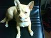 Chihuahua Gucci
