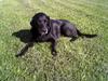 Labrador retriever Lady <3