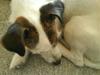 Jack russell terrier Olga