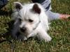 West highland white terrier Mille