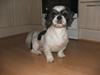 Lhasa apso Toffie