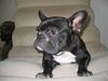 Fransk bulldog chanel