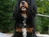 Cavalier king charles spaniel Bolette