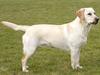 Labrador retriever Drumbeat Bossa Nova 