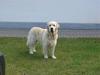 Golden retriever Pole Position De Ria Vela