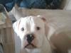 Olde english bulldogge cosmo