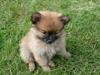 Pomeranian Nala