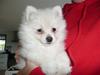 Pomeranian Lullu