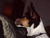 Jack russell terrier Tara R.I.P