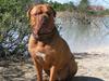 Dogue de bordeaux Kenzo *-- R.I.P --*