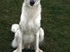 Borzoi Oluf (Olle)